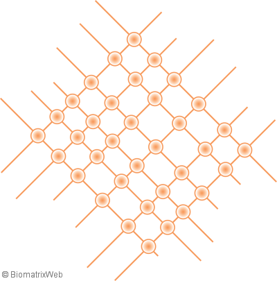 concept of the biomatrix