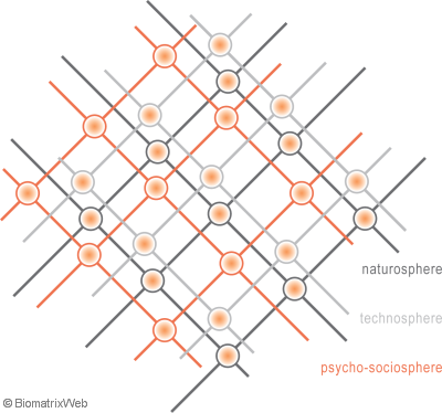 sub-webs of the biomatrix