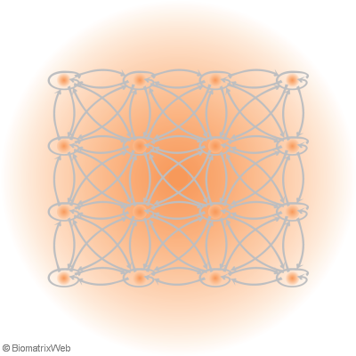 field perspective of the biomatrix