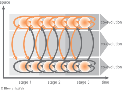 systems theory: co-evolution across levels