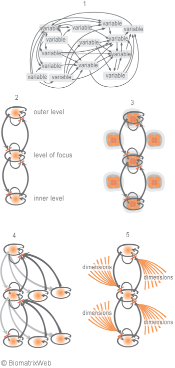 systems theory: system dynamics of the biomatrix